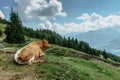 Idyllic landscape with cow grazing on green field with fresh grass under blue peaceful sky in Alps,Austria.Brown beef cattle on Royalty Free Stock Photo