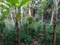 large trees with green leaves are in the foreground of a field Royalty Free Stock Photo