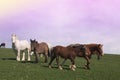 Idyllic landscape with grazing horses and donkey at sunset