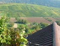 Idyllic southern german landscape with lots of wine growing