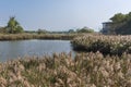 Idyllic landscape of pond in Hong Kong Wetland Park Royalty Free Stock Photo