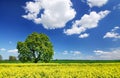 Idyllic landscape, lonely chestnut tree among fields