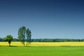 Idyllic landscape, lonely tree among green fields Royalty Free Stock Photo