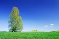 Idyllic landscape, lonely tree among green fields Royalty Free Stock Photo