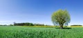 Idyllic landscape, lonely tree among green fields Royalty Free Stock Photo
