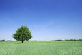 Idyllic landscape, lonely tree among green fields Royalty Free Stock Photo