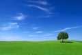 Idyllic landscape, lonely tree among green fields Royalty Free Stock Photo