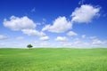 Idyllic landscape, lonely tree among green fields Royalty Free Stock Photo