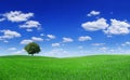 Idyllic landscape, lonely tree among green fields Royalty Free Stock Photo