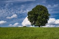 Idyllic landscape, lonely tree among green fields, blue sky and white clouds in the background Royalty Free Stock Photo