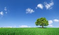 Idyllic landscape, lonely tree among green fields