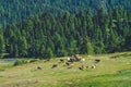 Idyllic landscape in the mountains with cows grazing in fresh green meadows between blooming flowers, typical farmhouses Royalty Free Stock Photo