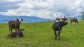 Idyllic landscape in the mountains with cows grazing in fresh green meadows. Agriculture concept Royalty Free Stock Photo