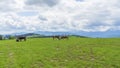 Idyllic landscape in the mountains with cows grazing in fresh green meadows. Agriculture concept Royalty Free Stock Photo