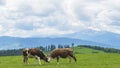 Idyllic landscape in the mountains with cows grazing in fresh green meadows. Agriculture concept Royalty Free Stock Photo