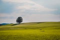 Idyllic landscape scenery in summer: Tree and green meadow, blue sky