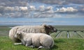 Sheep and Lamb on Dike at North Sea in North Frisia close to Westerhever Lighthouse,Germany Royalty Free Stock Photo