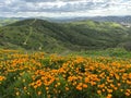 Idyllic landscape of a vibrant poppy field in Southern California