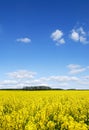 Idyllic landscape, yellow colza fields under the blue sky and wh