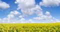 Idyllic landscape, yellow colza fields under the blue sky and wh