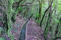 Idyllic Levada walk in ancient subtropical Laurissilva forest of Fanal, Madeira island, Portugal, Europe. Water irrigation channel