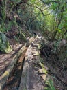 Idyllic Levada walk in ancient subtropical Laurissilva forest of Fanal, Madeira island, Portugal, Europe. Water irrigation channel