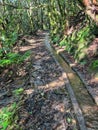 Idyllic Levada walk in ancient subtropical Laurissilva forest of Fanal, Madeira island, Portugal, Europe. Water irrigation channel