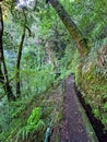 Idyllic Levada walk in ancient subtropical Laurissilva forest of Fanal, Madeira island, Portugal, Europe. Water irrigation channel