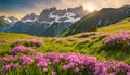 Idyllic mountain landscape in the Alps with blooming meadows springtime Royalty Free Stock Photo