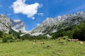 Idyllic mountain landscape with cows in the alps. Austria, Kaiser Mountains, Tirol Royalty Free Stock Photo