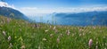 Idyllic mountain landscape monte baldo with wildflower meadow Royalty Free Stock Photo