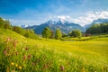 Idyllic mountain scenery in the Alps with blooming meadows in springtime Royalty Free Stock Photo