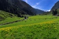 Idyllic mountain scenic with green meadows and grazing cows in Stilluptal Tirol Austria