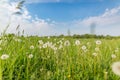 Idyllic nature landscape, spring dandelion meadow field with blue cloudy sky. Relaxing nature scenic Royalty Free Stock Photo