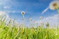 Idyllic nature landscape, spring dandelion meadow field with blue cloudy sky. Relaxing nature scenic Royalty Free Stock Photo