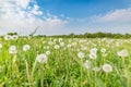 Idyllic nature landscape, spring dandelion meadow field with blue cloudy sky. Relaxing nature scenic Royalty Free Stock Photo