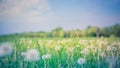 Idyllic nature landscape, spring dandelion meadow field with blue cloudy sky. Relaxing nature scenic Royalty Free Stock Photo