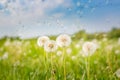 Idyllic nature landscape, spring dandelion meadow field with blue cloudy sky. Relaxing nature scenic Royalty Free Stock Photo