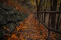 idyllic October scenery view of park outdoor environment space orange falling leaves on dirt trail between wooden rural palisade Royalty Free Stock Photo