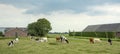 Idyllic old-fashioned landscape with grazing cows and farm barns