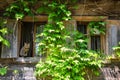 Idyllic old traditional wooden house with wine plant in Lonjsko polje, Croatia