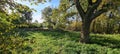 Idyllic outdoor landscape featuring lush green grass and tall trees in an open field Royalty Free Stock Photo