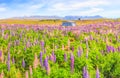 Idyllic Panorama Landscape View of Lupin Field near Lake Tekapo, New Zealand. Beautiful, colorful Lupin flowers blossom in summer