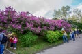 Idyllic panorama of lilac bloom in Kiev of Ukraine capital: first days of May , green leaves on trees in Botanic garden named