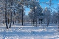 Idyllic panoramic cold winter view in the arctics with lot of snow and blue sky. Royalty Free Stock Photo