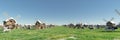 Idyllic Pastoral Scene with Numerous Windmills and Grazing Cows in Green Fields Royalty Free Stock Photo