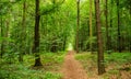 Nature background, trail in green forest Royalty Free Stock Photo