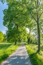 Idyllic path in a green park in spring