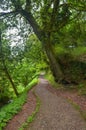 Idyllic path surrounded by green vegetation and a large tree.