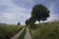 Idyllic path trough fields with trees on wayside and blue sky